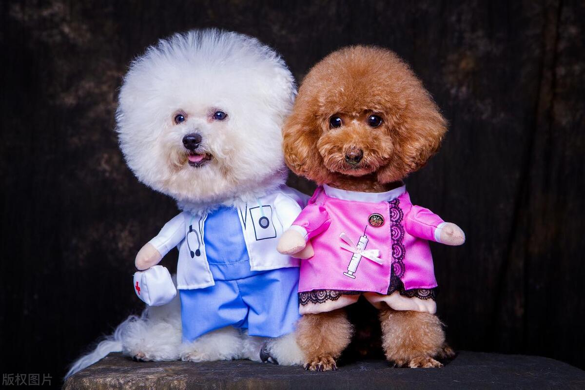 如果你想养一只动物你想养什么,如果你想养一只猫怎么办