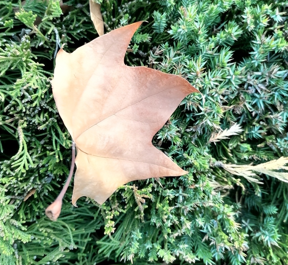 轩逸悦享款驾驶体验,轩逸悦享驾驶感受