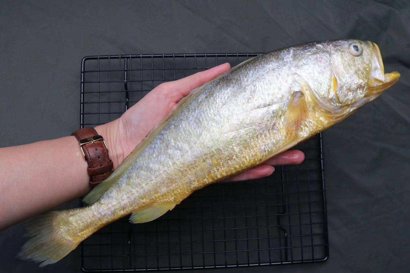 纯野生养殖不了的海鱼,如何挑野生海鱼跟养殖海鱼