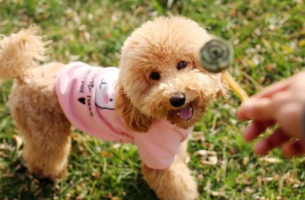 养柯基还是泰迪,养柯基还是泰迪省钱