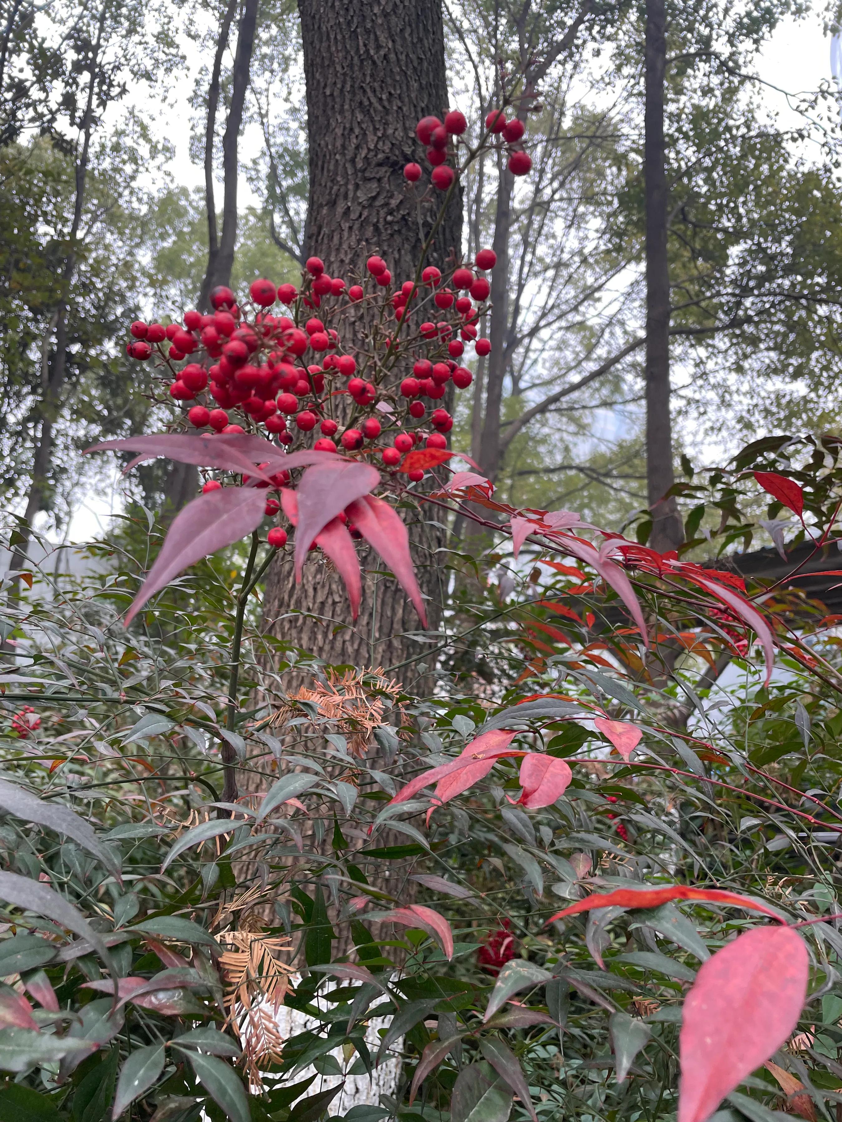 年味已至：看生机藏于萧瑟，把寒冬泡进热茶