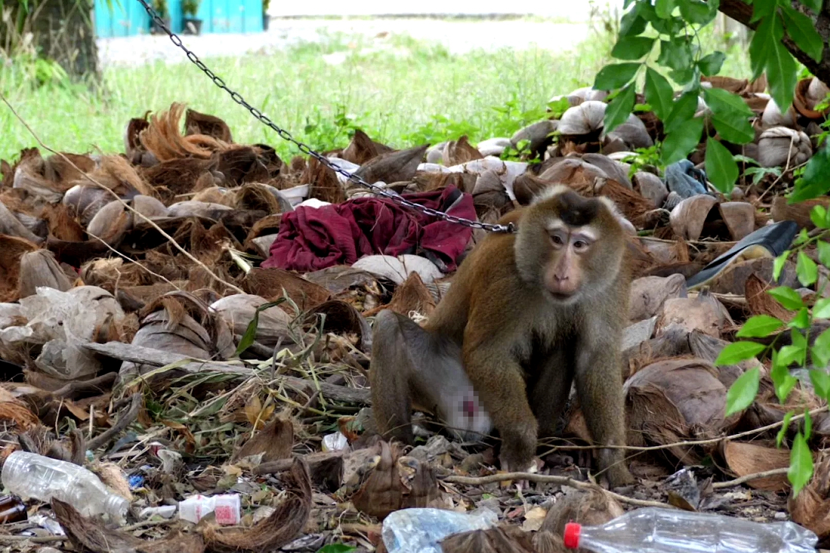 泰国农场仍用猴子摘椰子,泰国猴摘椰子死亡视频
