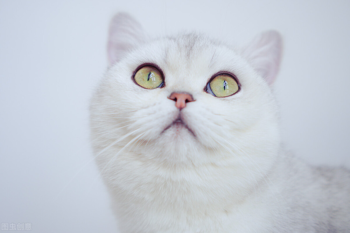 科学养猫攻略之新手养猫注意事项,养猫攻略养猫之前要知道的10件事