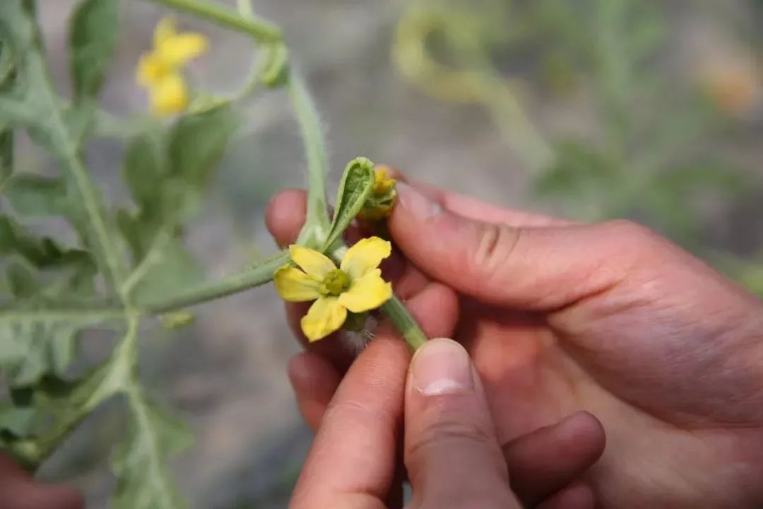 错过了整个四月,上海人绝不会再错过8424