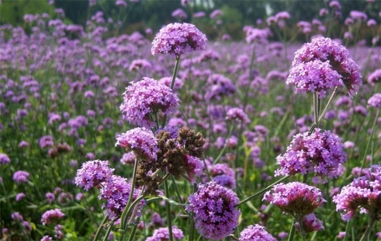 这种野马鞭草，在亚欧大陆均有分布，美似薰衣草，关注的人却不多