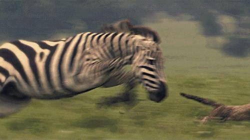 斑马也是马,斑马也是马为什么没人骑呢