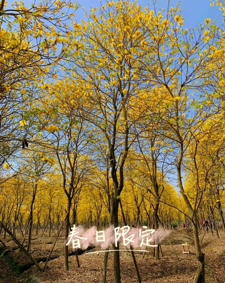赏花黄花风铃木成都,成都绣球花打卡地