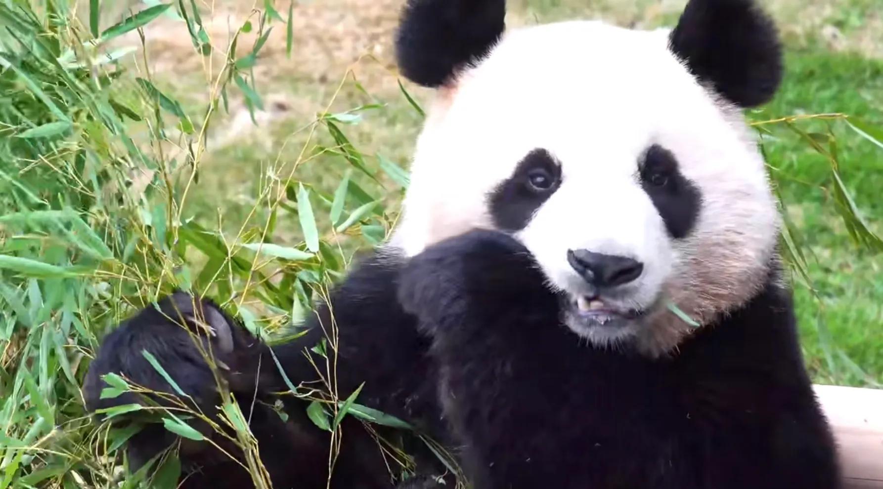 考古爱宝,考古爱宝的童年经历