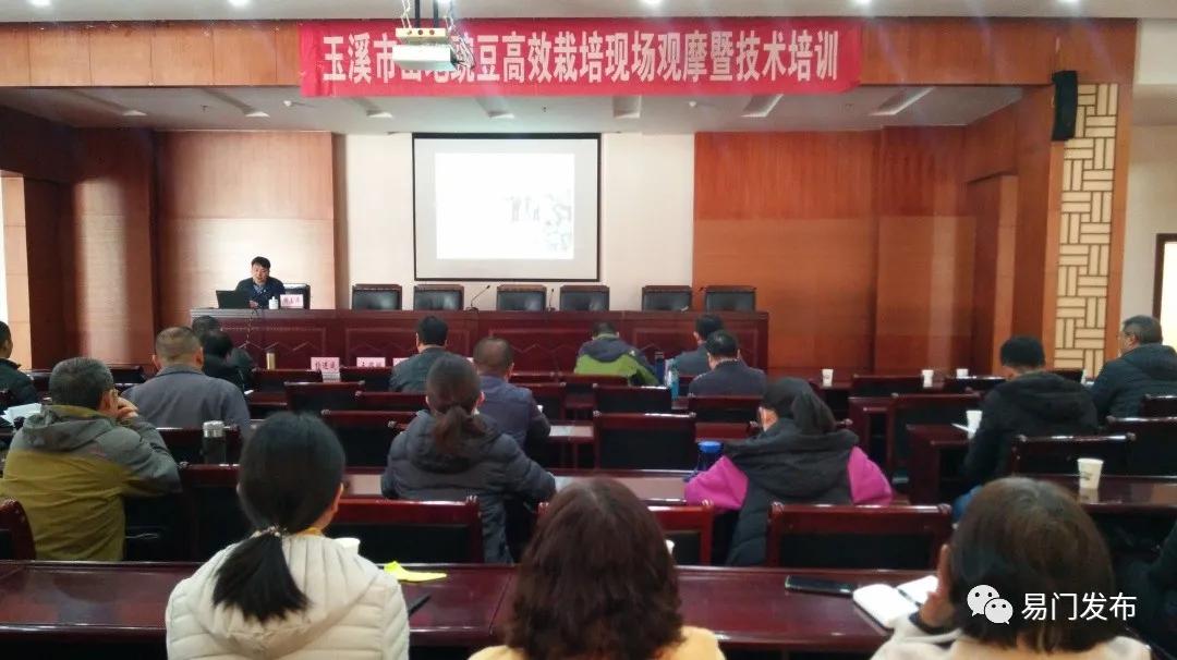 易门豌豆种子,易门种植专用农业产品