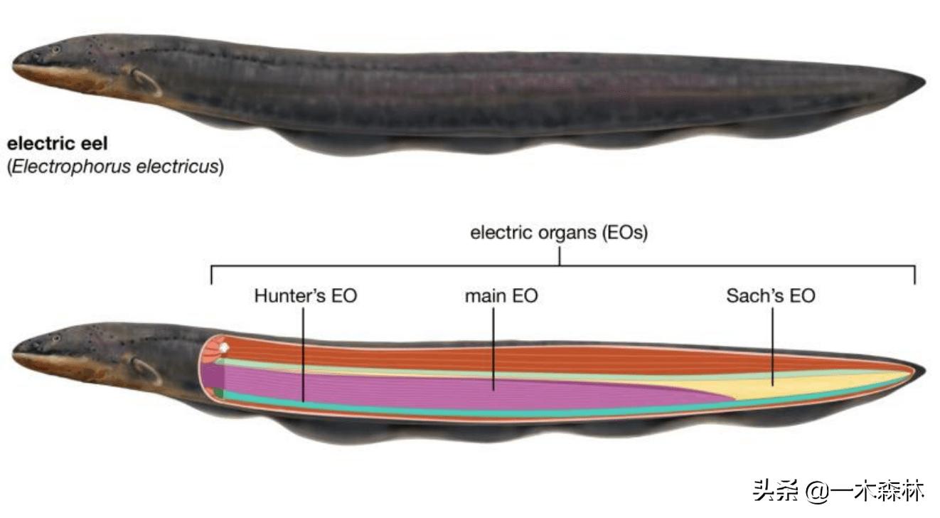 两条电鳗养一起会互相电死吗,两个电鳗在一起会不会互相电晕
