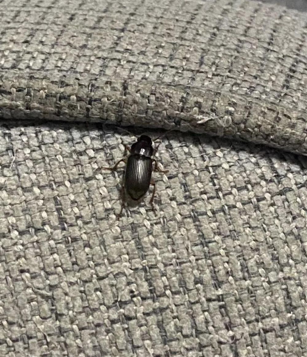 蟑螂小强背黑锅，北京多个小区出现的原来是婪步甲