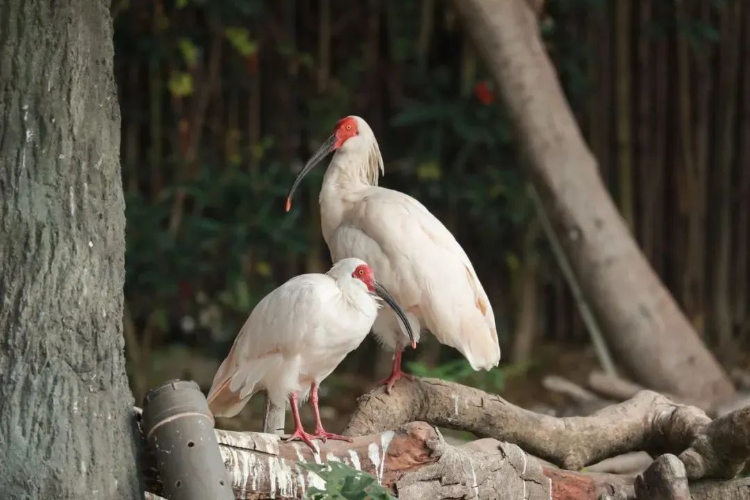 上海野生动物园最新攻略,上海野生动物园游玩攻略最新