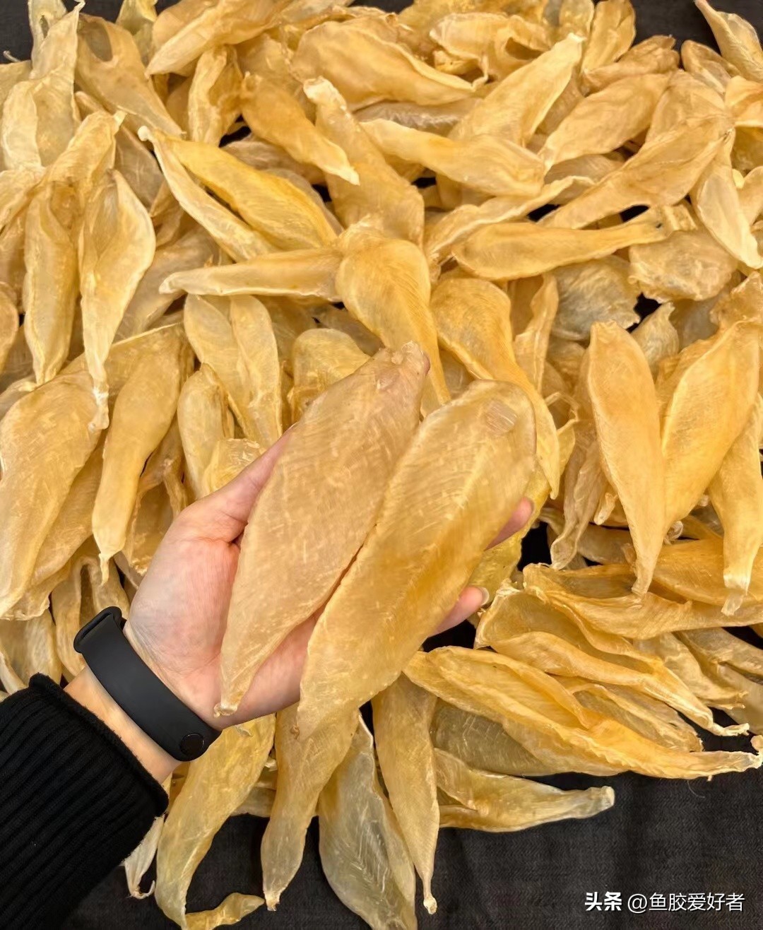 科普鱼胶赤嘴种类大全,关于鱼胶的知识讲座视频