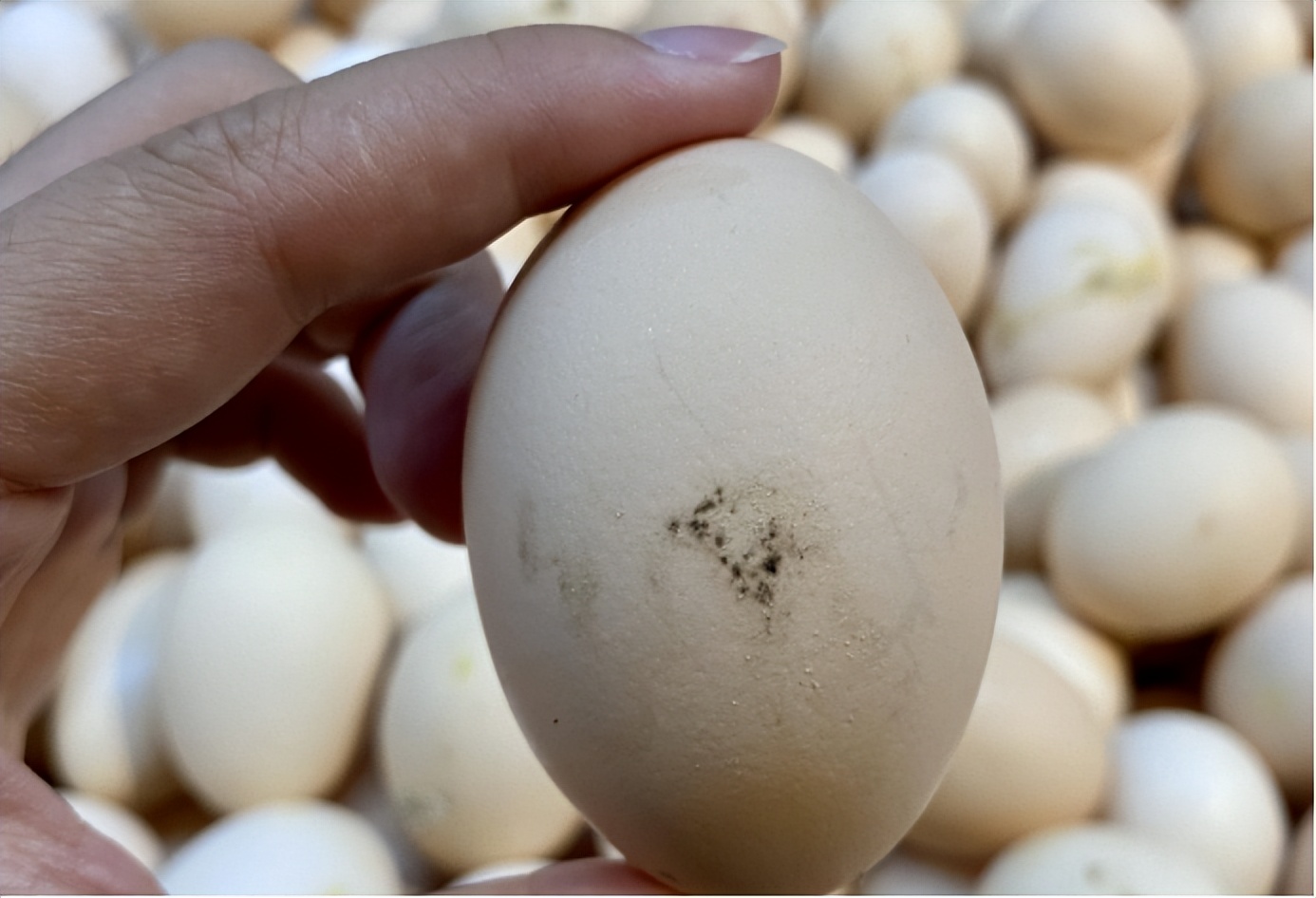 市场上人造蛋成本高吗,市场人造鸡蛋多吗
