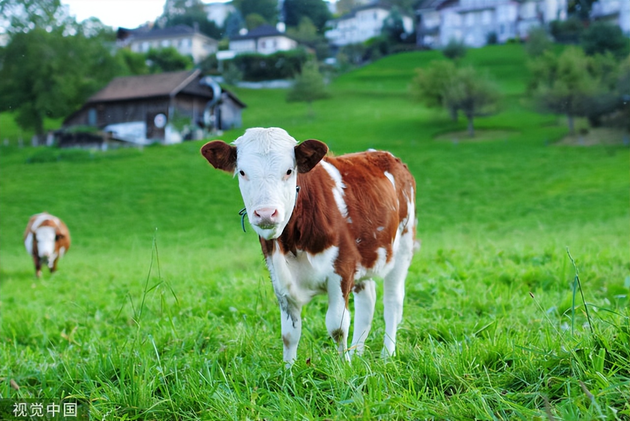 牛便秘最快的排便方法,牛便秘大便拉出来以后怎样调理