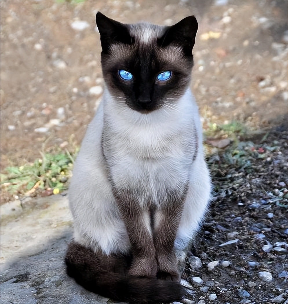 为什么建议新手养暹罗,新手养暹罗猫的十大忠告