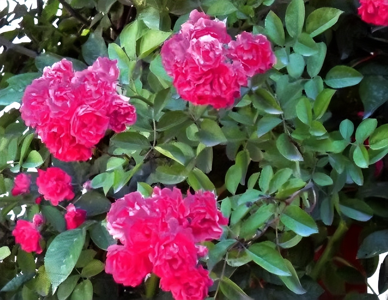 常觅春归不知处花田此地得逢君：栖云田园小镇·花间集