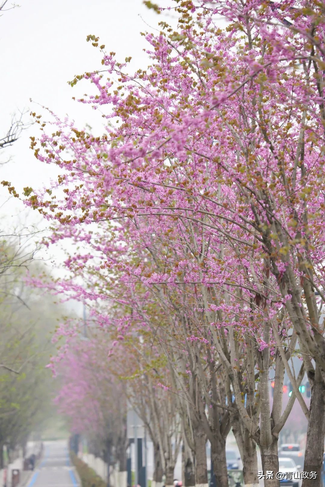 2023青山绿水红钢城半程马拉松,青山马拉松开幕式