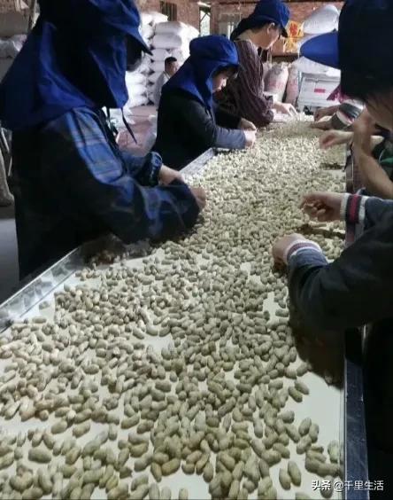 龙岩湿烤花生，龙岩人订婚时的必备“信物”，让人吃得不肯罢手