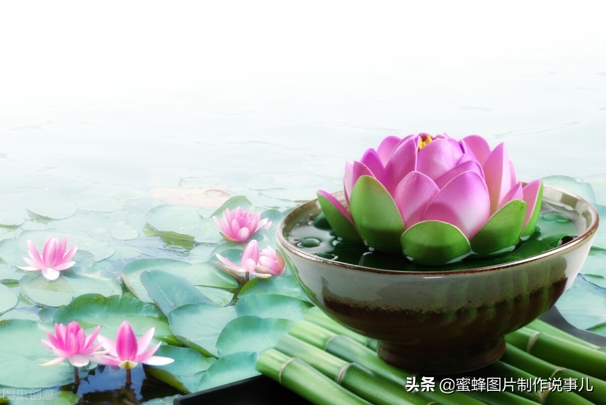 出淤泥而不染濯清涟而不妖深意,出淤泥而不染濯清涟而不妖相似词