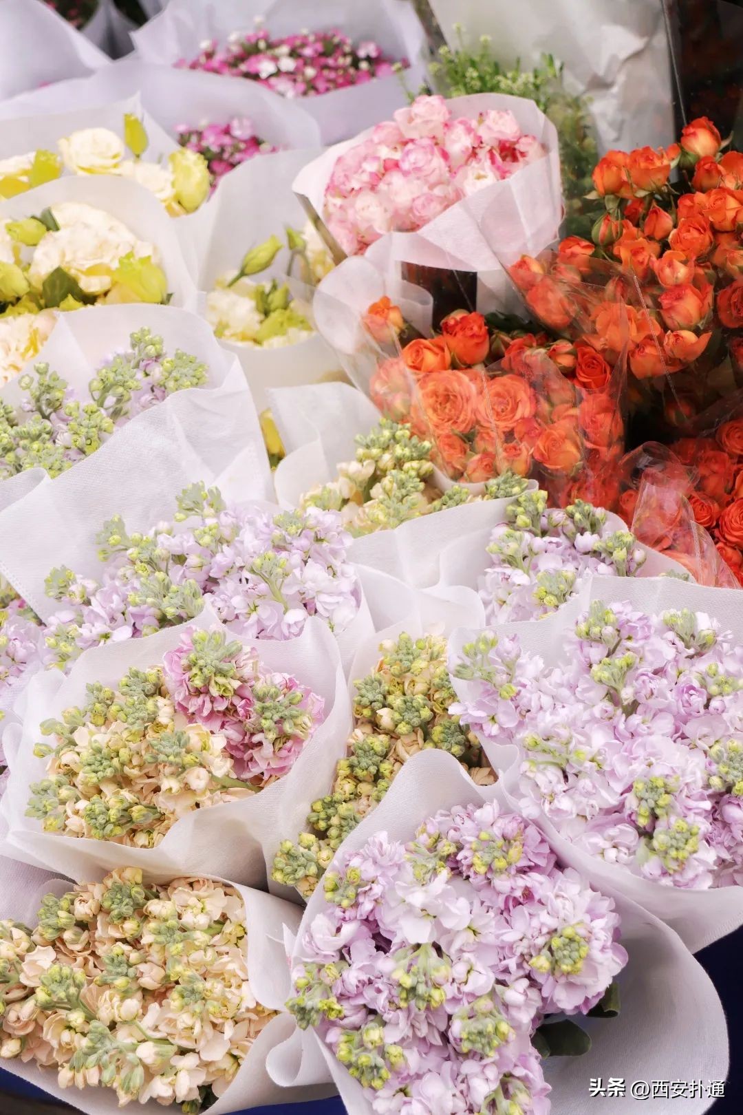 西安情人节去哪比较好,西安买花攻略