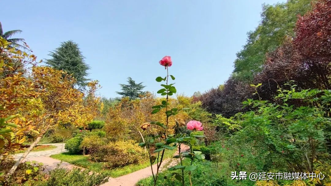 陕西宾馆迎来最佳观花赏景季节,陕西宾馆内景色