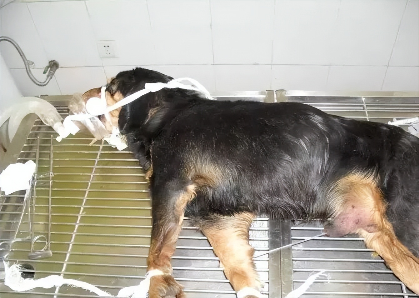 狗狗低血糖奄奄一息怎么急救,狗水中毒的急救处理