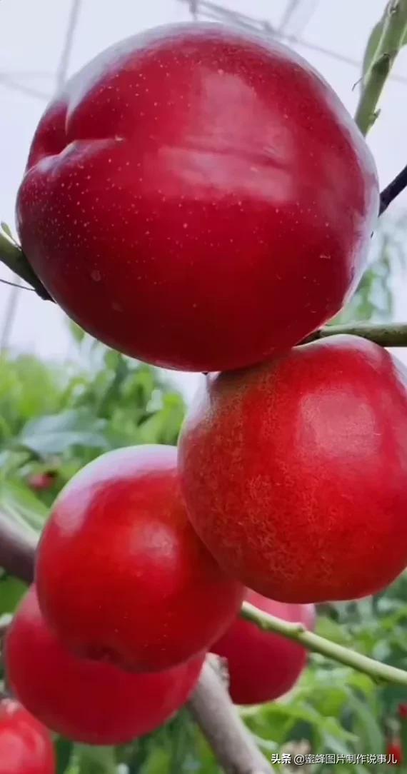 壁纸图片水果清新,丰收的水果高清图片壁纸