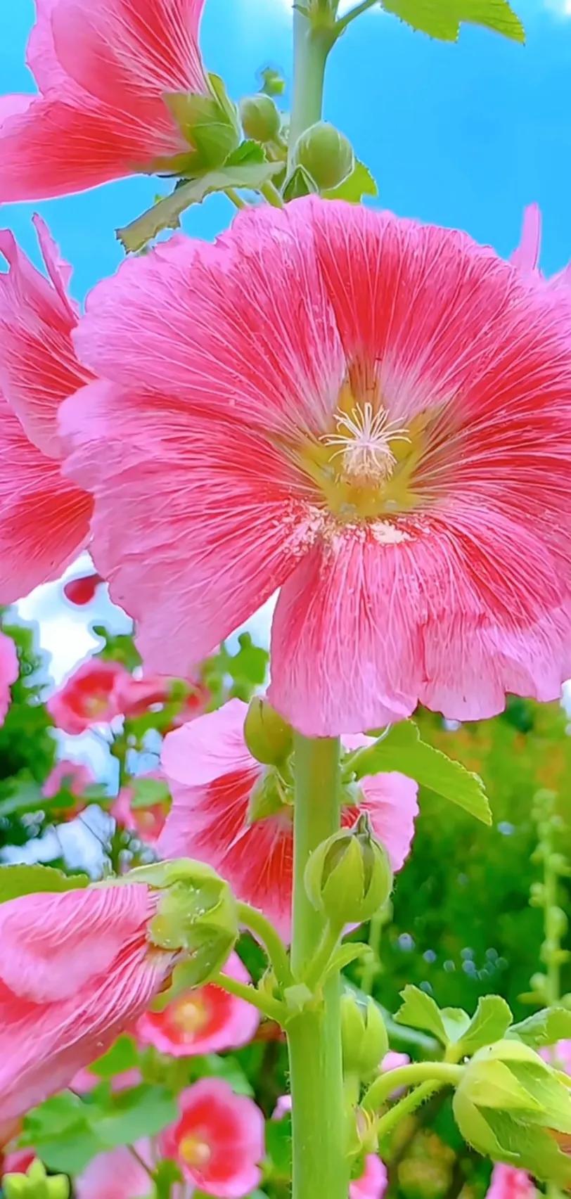 蜀葵花唯美大图片,世上最美的蜀葵花图片图文