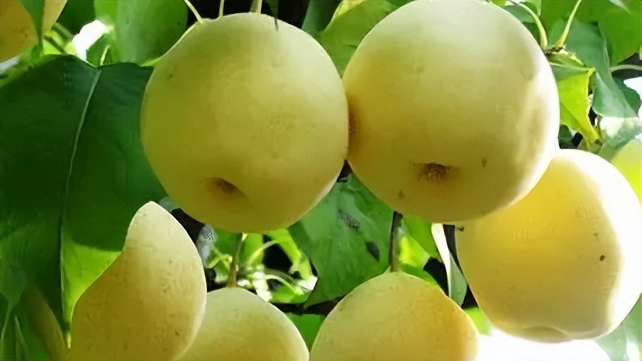 「品牌展播」中国地理标志农产品品牌展播（河南商丘篇-下）