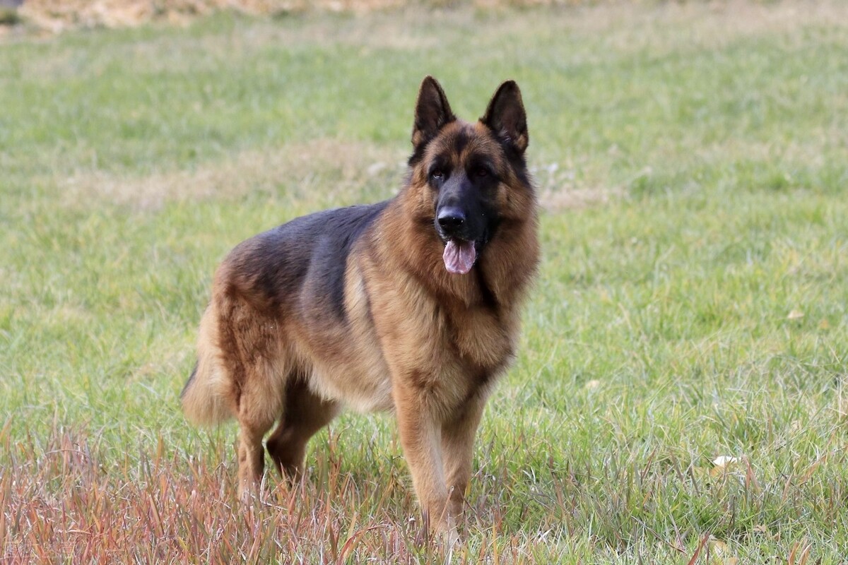 回忆爱犬,爱犬豆豆的快乐生活