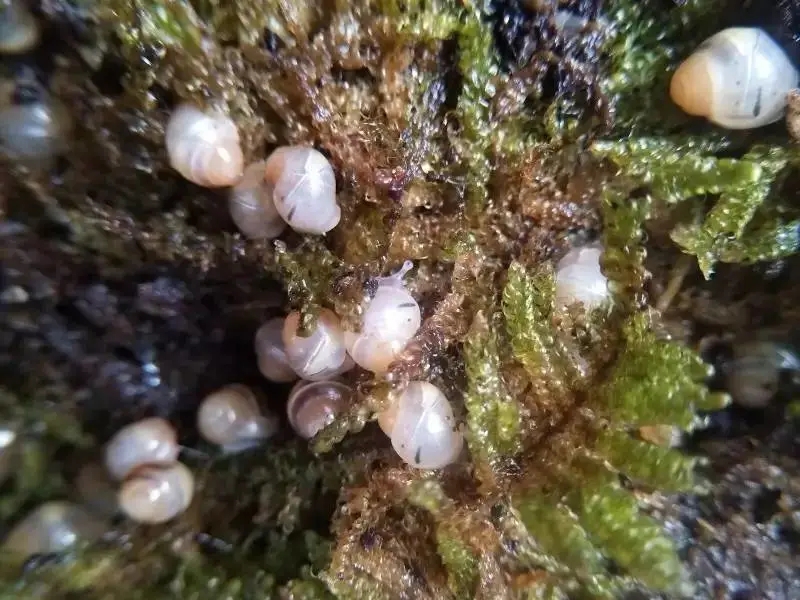 非洲大蜗牛入侵美国，每年可产5窝，花费数百万美元没法治理