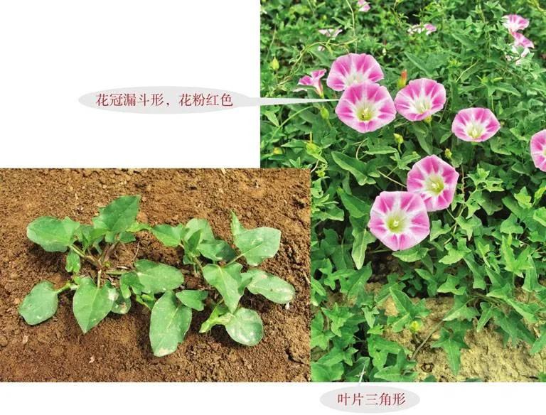 野外生存植物知识大全,野外生存技巧吃野菜野鱼