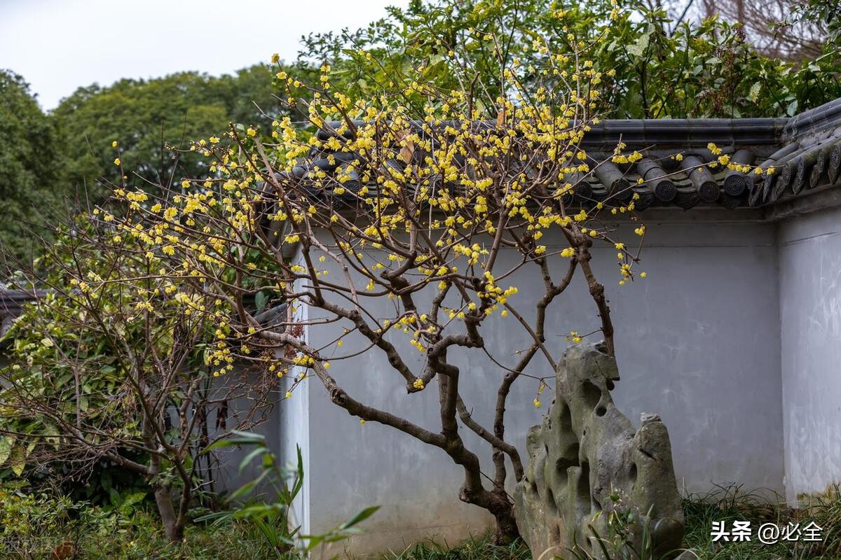 腊梅花怎么养护,腊梅虫害