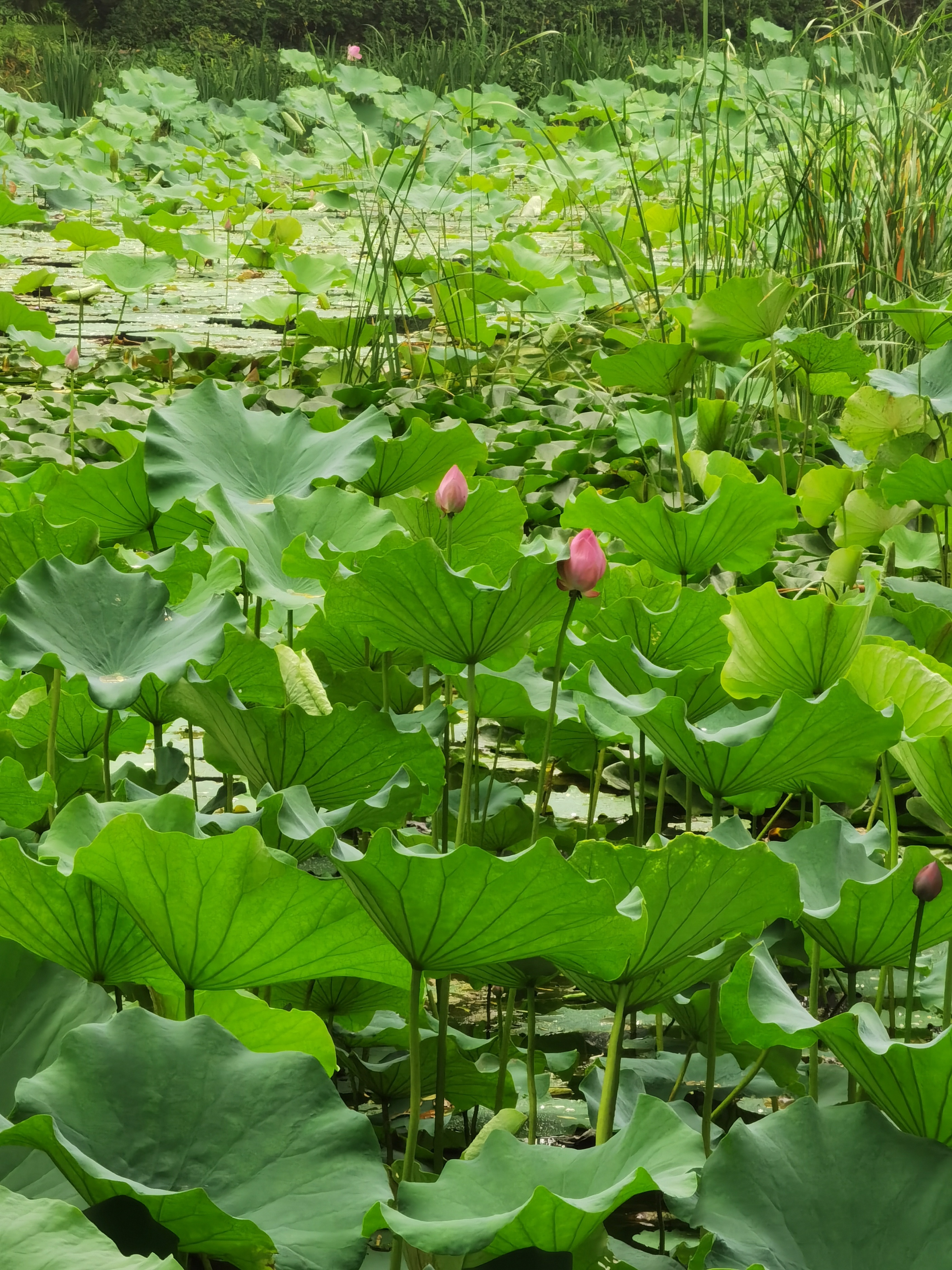 寻夏雨荷,寻找夏雨荷的景点