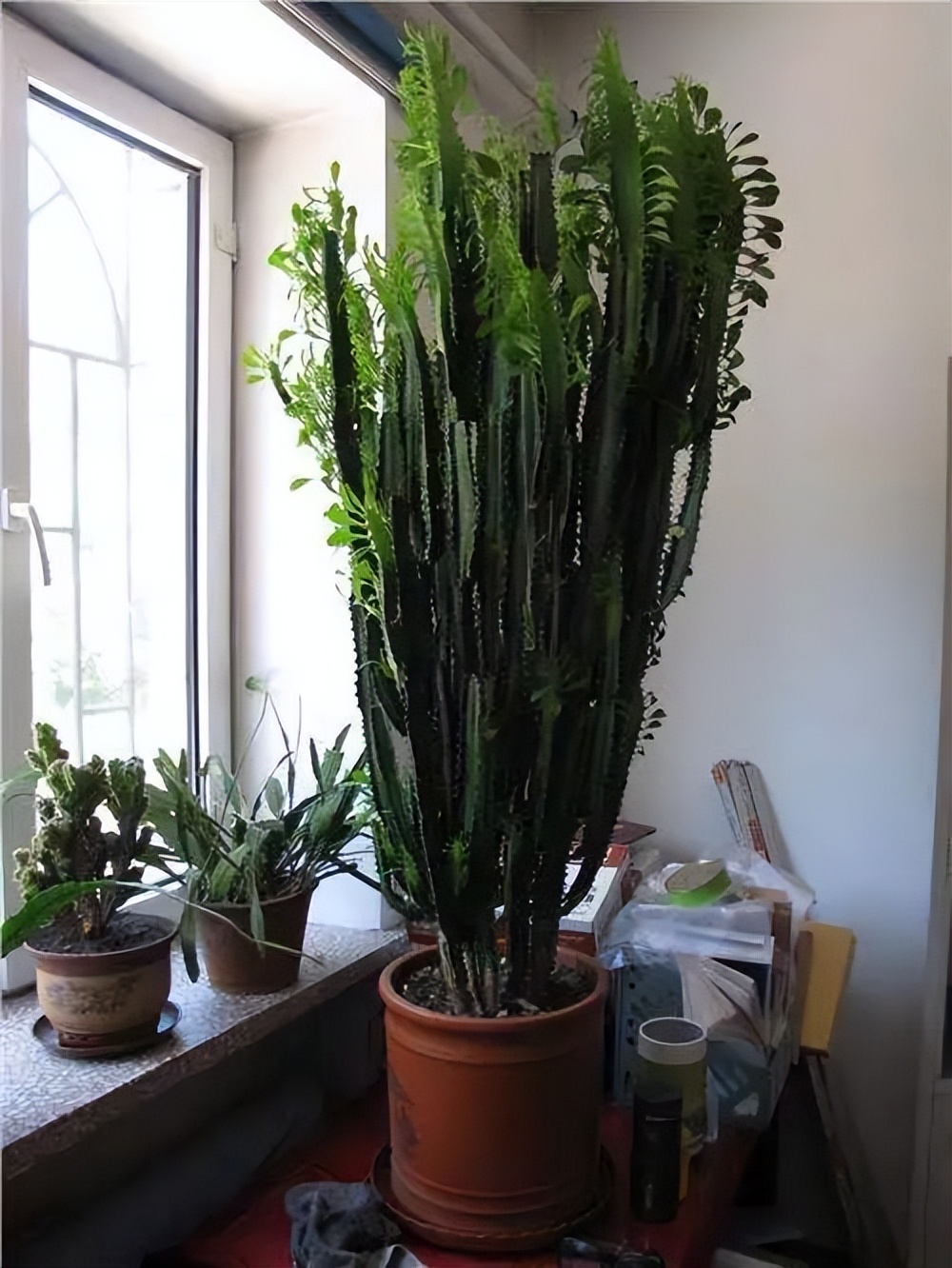 龙骨花夏天怎么黄叶,龙骨花烂根怎么补救