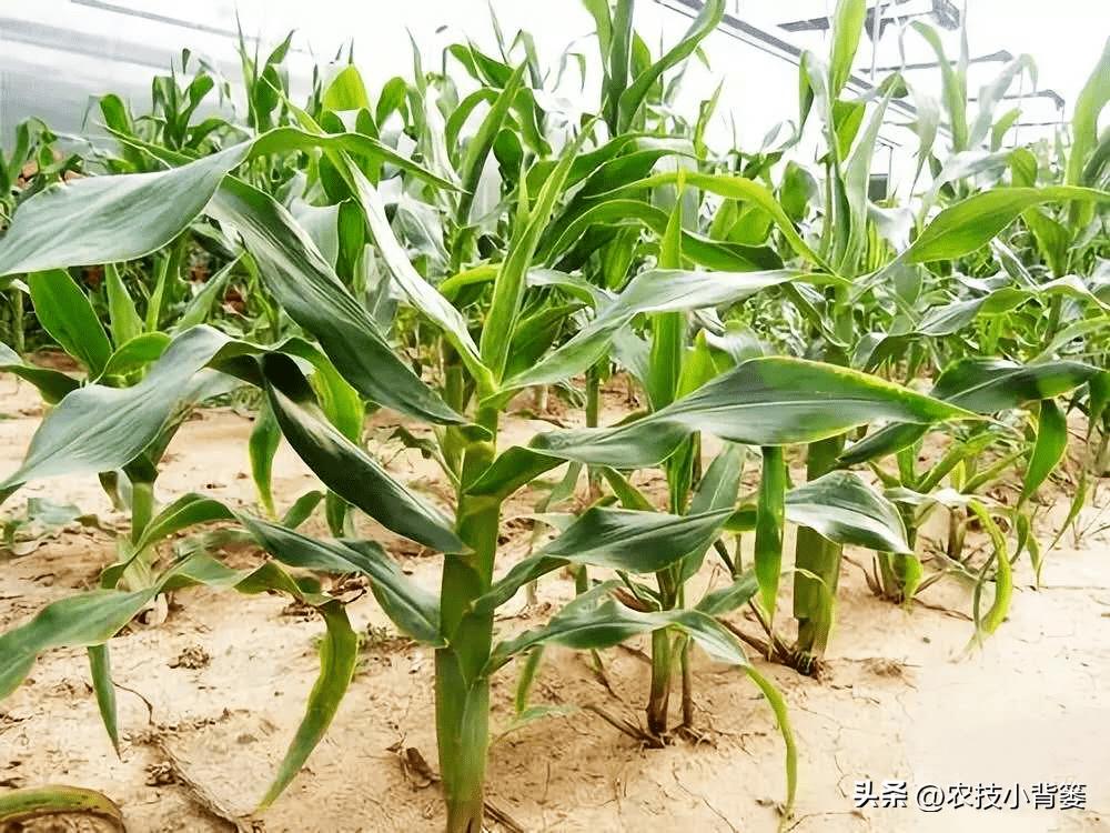 粗缩病玉米叶鞘症状图片,玉米粗缩病什么时间防控最合适