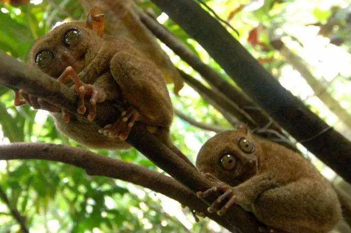 亚洲最萌动物大熊猫,国外评最可爱动物大熊猫排第三