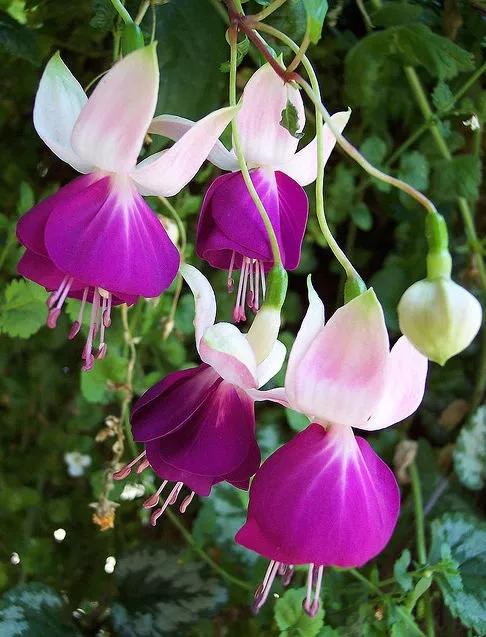 美丽的花倒挂金钟,美丽的倒挂金钟花图片