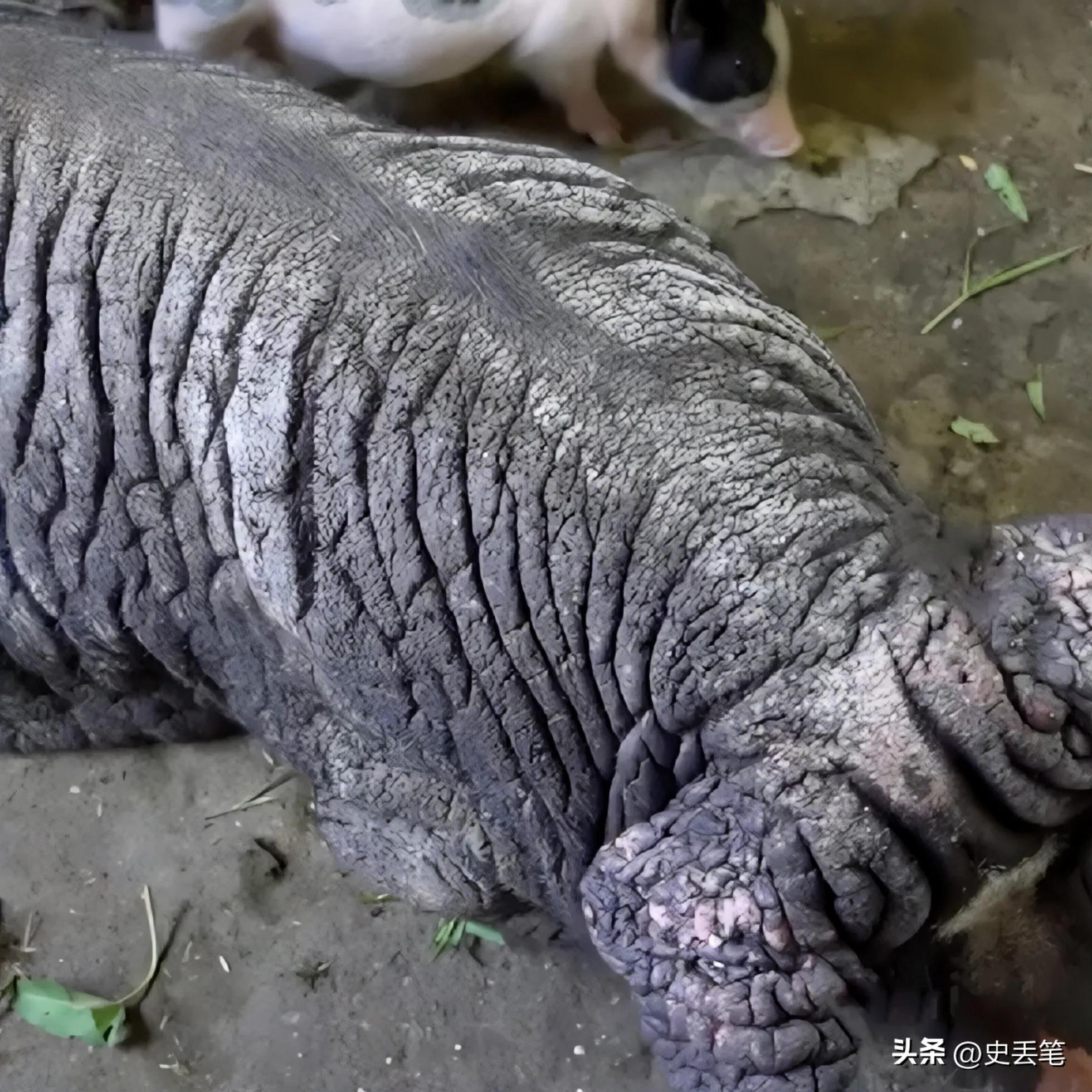 越南大妈家里养了只皱皮老母猪，称低于115万坚决不卖