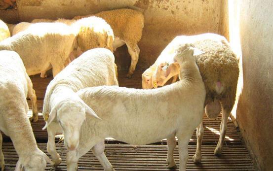 农村小伙养羊新模式年挣2亿元,河南大哥养羊赚了8000万