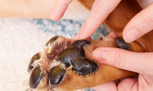 宠物爪子烂了怎么处理好,宠物受伤的救助方法
