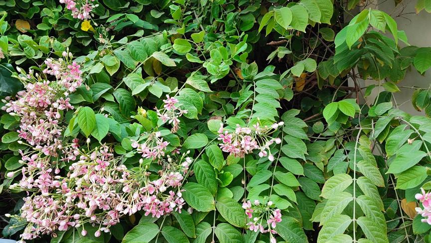 迪拜适合养什么植物,迪拜常见花草
