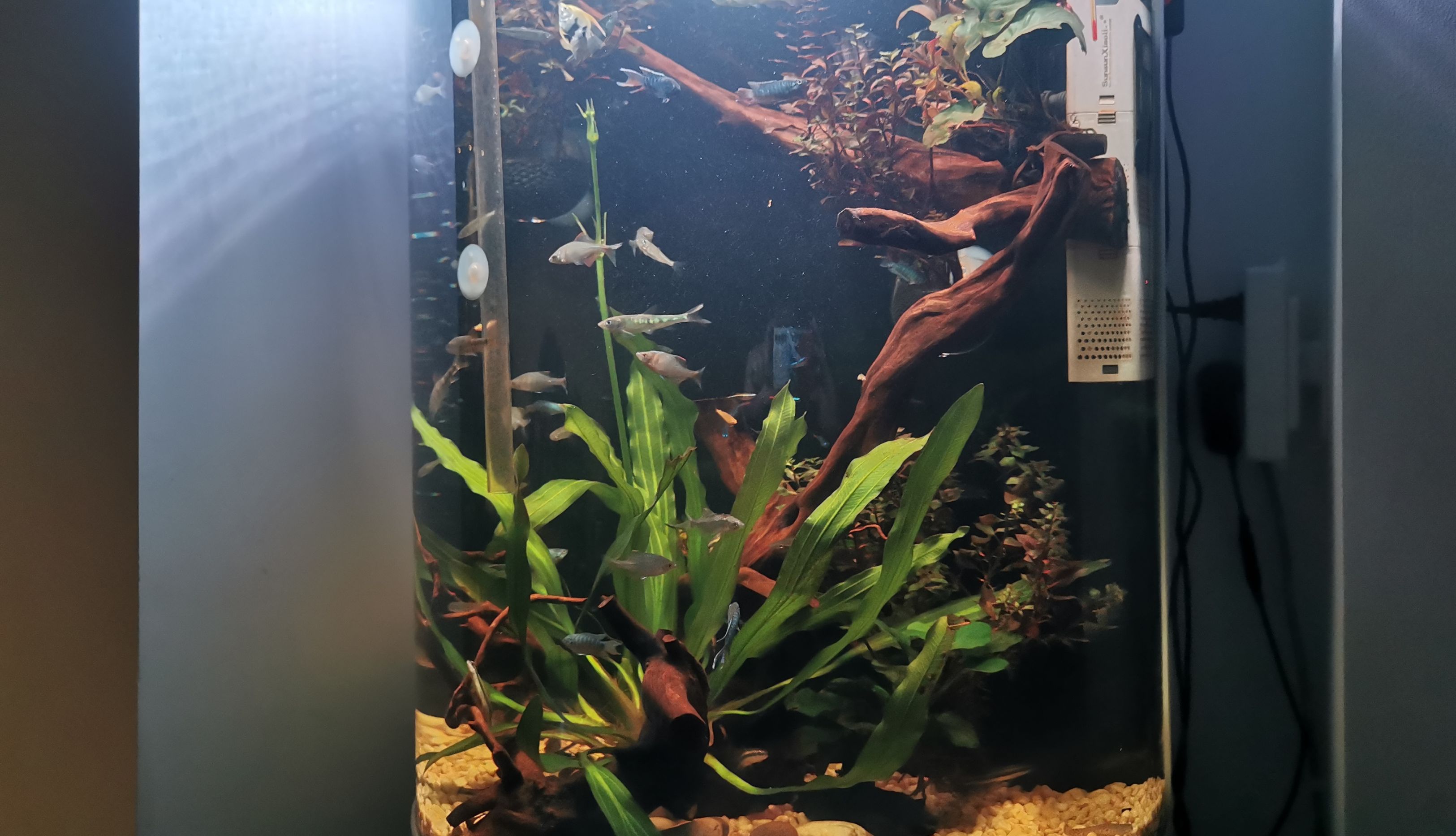 怎么减少鱼缸换水次数,怎么可以减少鱼缸换水次数