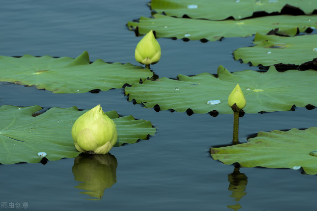 古诗词中荷花的意象思乡,荷花在古诗中表达的情感