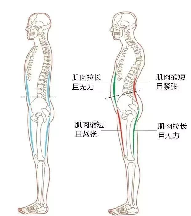 健身下背部训练方法,下腹部锻炼最佳动作