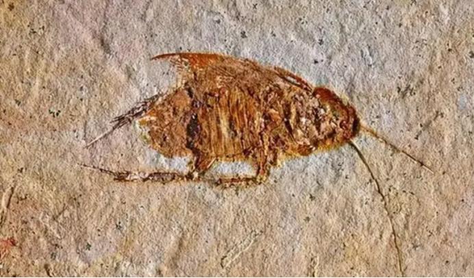 自制消灭蟑螂蚂蚁蚊子的小妙招,生活小妙招香蕉皮消灭蟑螂视频