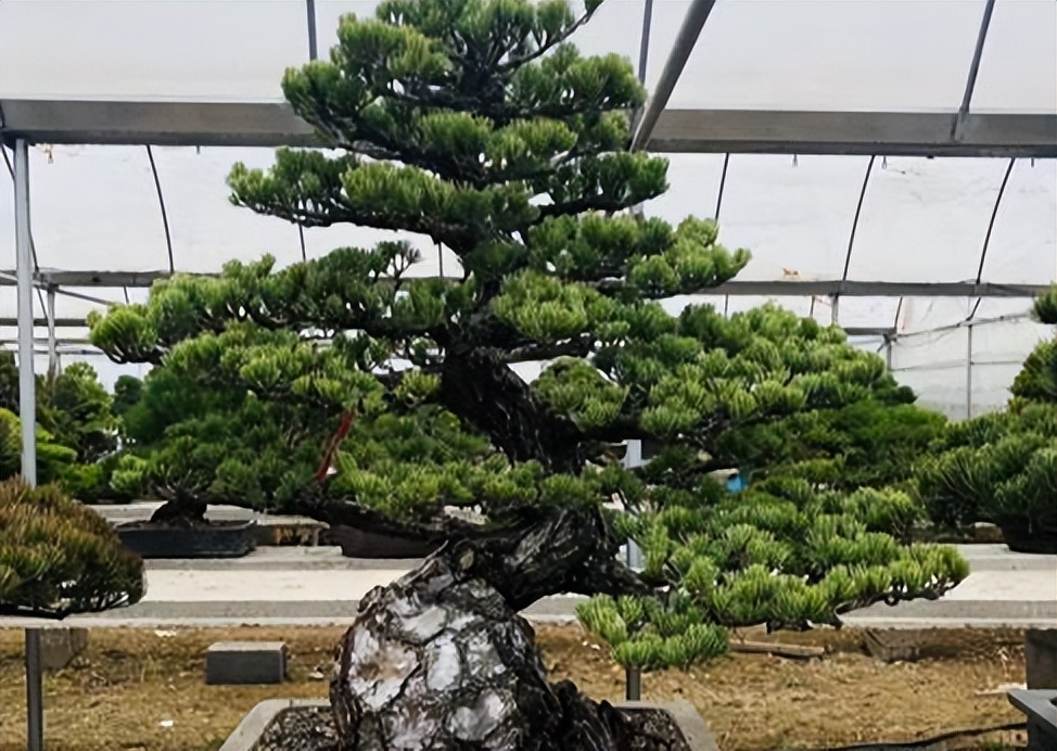 有个院子养点什么好养,庭院古董盆景