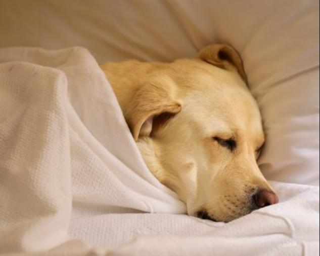 十大最萌宠物狗排行,最萌的宠物狗是什么品种