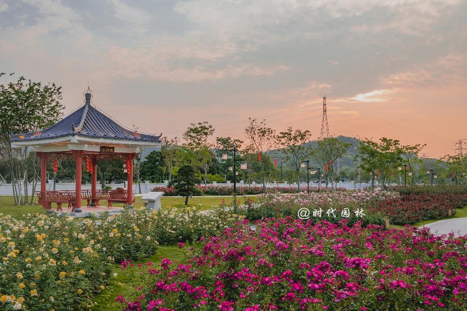 这20种月季超级耐寒东北也能养,南方种不了什么